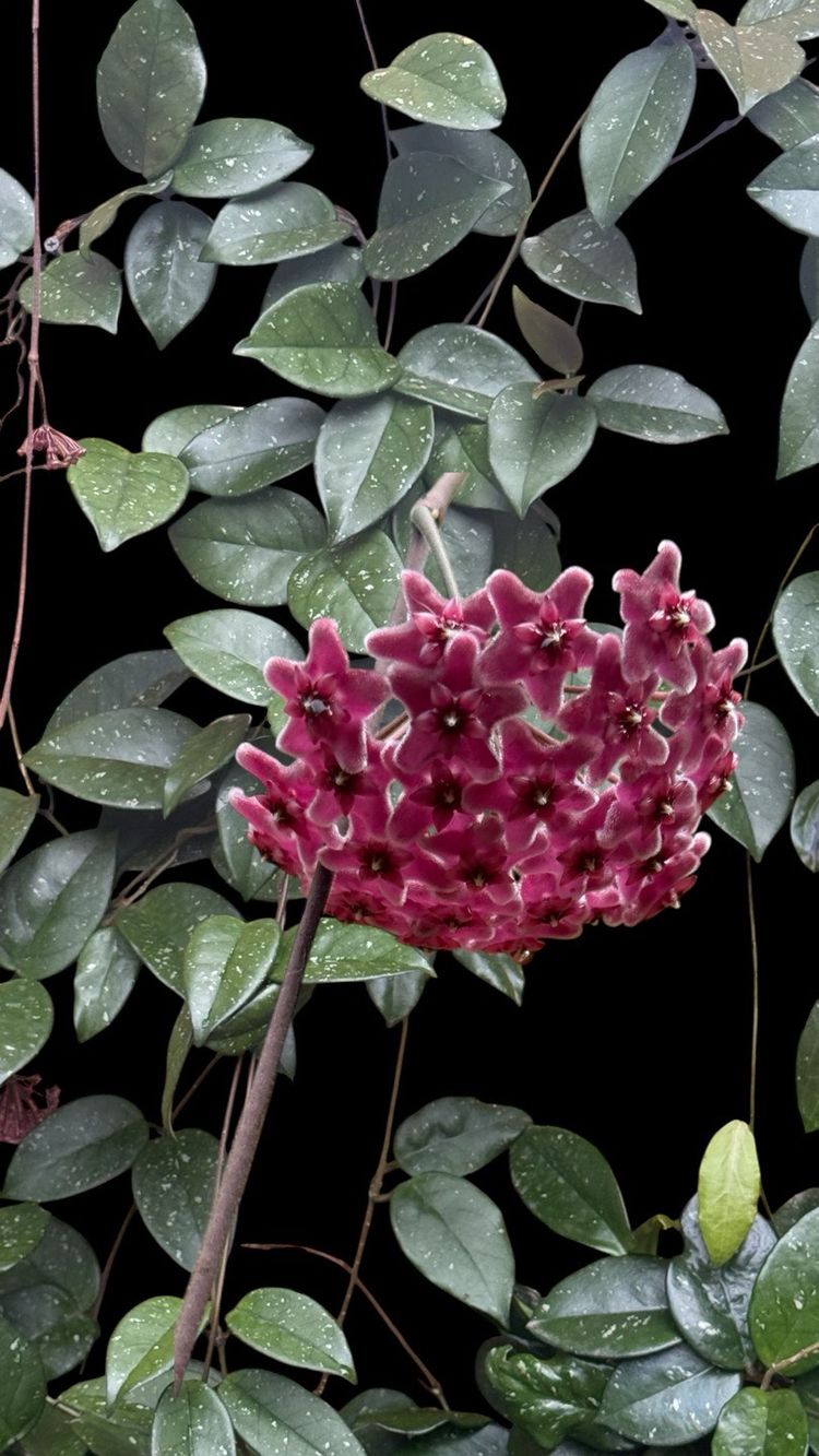 Hoya hybrid of RHP fresh growers choice cuttings. Blooms are amazing purple pink and smell beautiful.