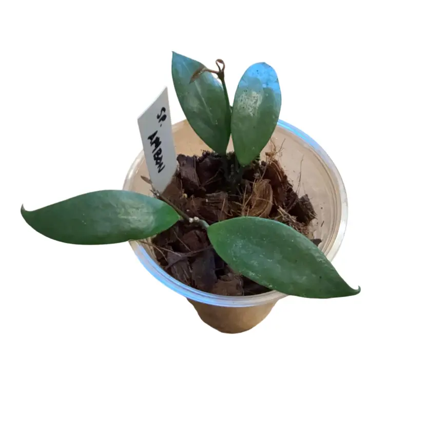 Hoya sp. Ambon