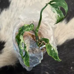 Monstera Laniata Mint Mottled