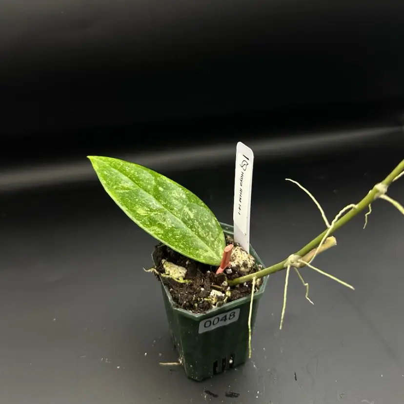 0048 Hoya RHM 14-1 (peduncle)