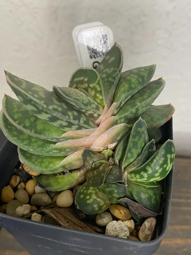 Gasteria minima