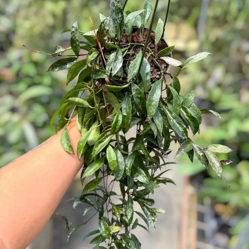 PS0550 - Hoya lacunosa ‘Snow Caps’