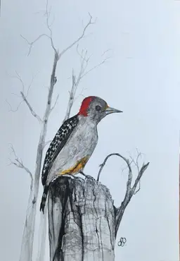 Woodpecker Original Watercolor Painting Signed By The Artist 5x7