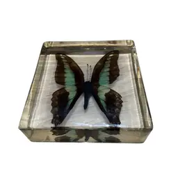 Real Common Blue Bottle Butterfly paperweight. 3"x3"