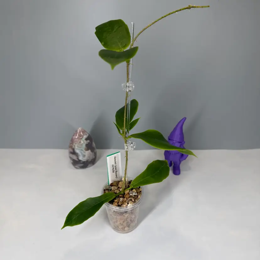 04 Darwinii (pink flowers)