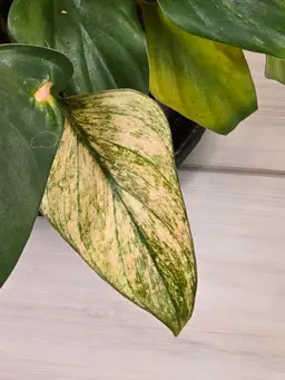 Homalomena Pink Diamond