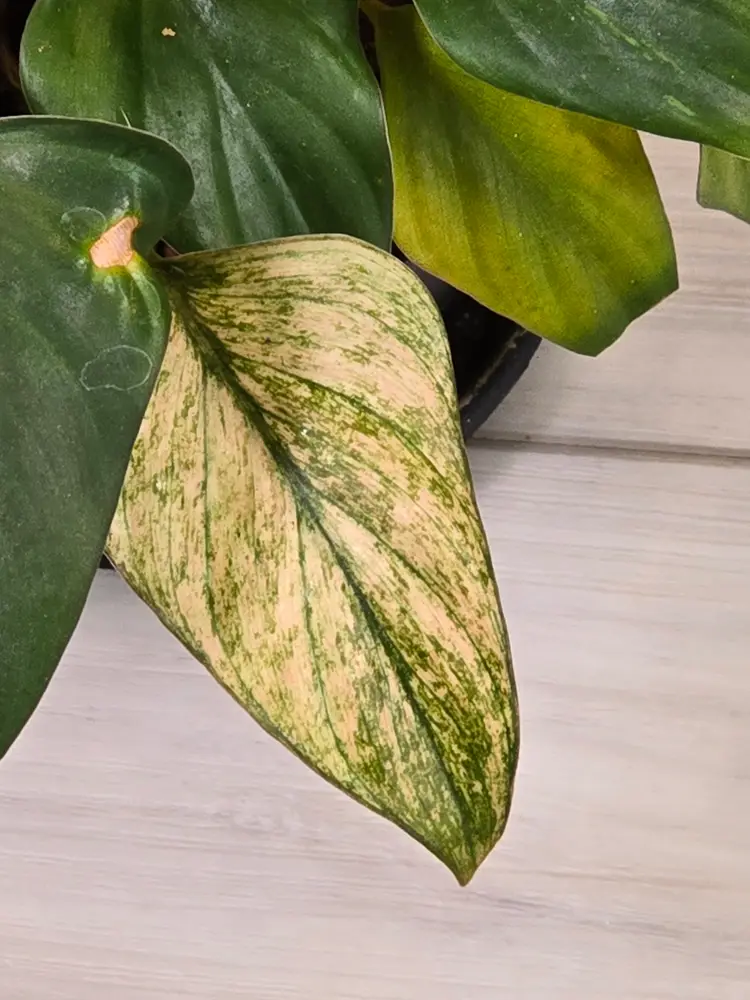 Homalomena Pink Diamond