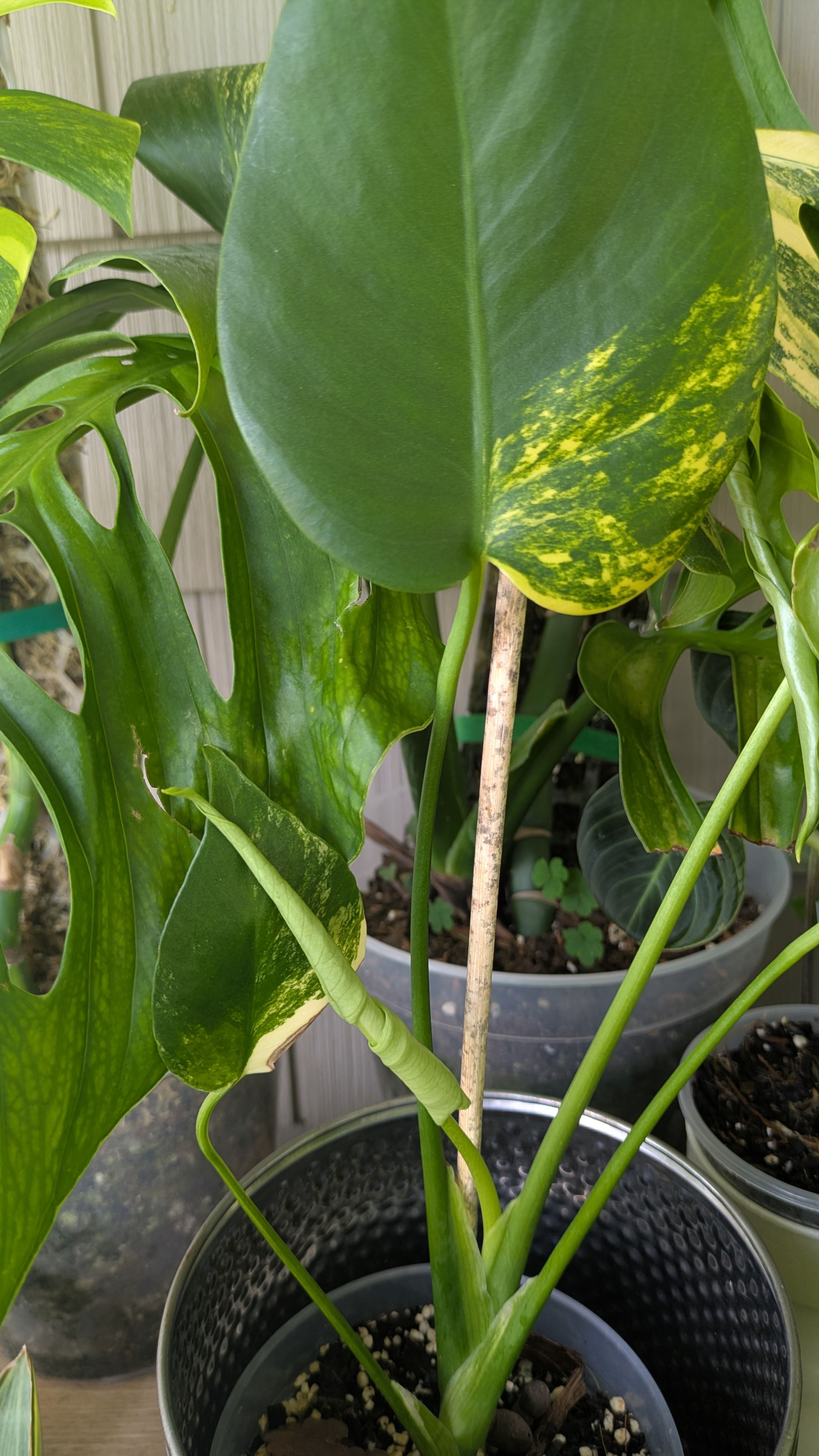 Orchid Blanche Aisaka 'Yuki' 2nd year Plug