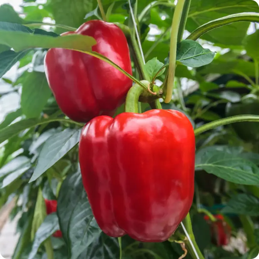 YOLO Wonder Bell Pepper vegetable seeds