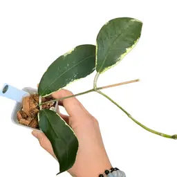 37. Pimenteliana Outer Variegated