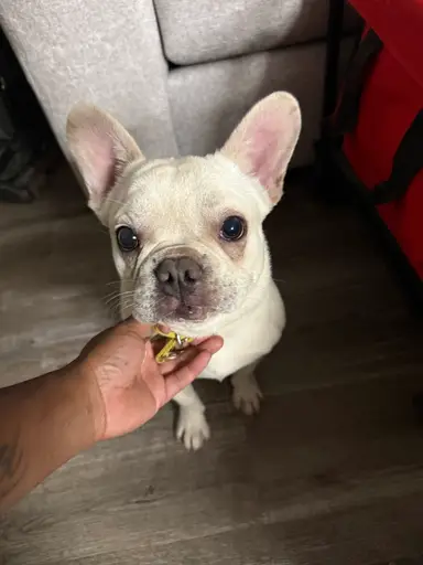   Harley Shirts Hats Name Brand Clothing Blowout Progressive Before Raid Train 