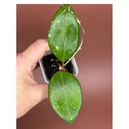 ‘Sunshine’ MB1594 B