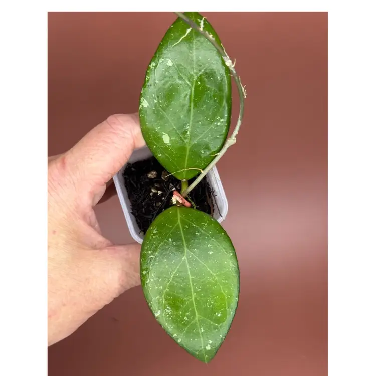 ‘Sunshine’ MB1594 B