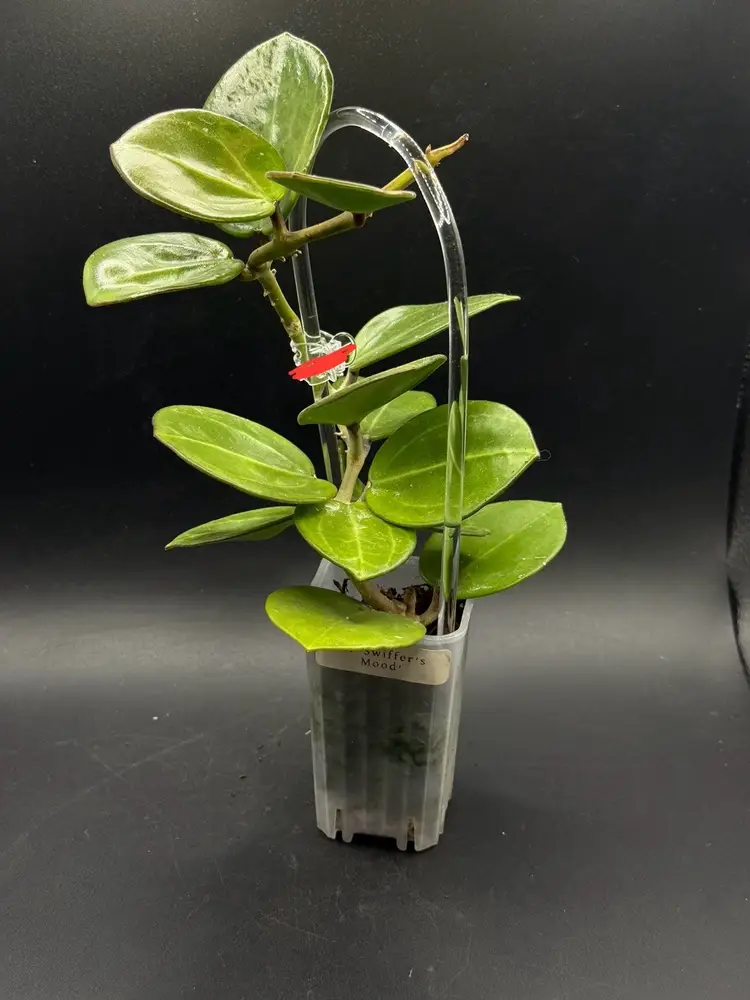 Hoya ‘Swiffer’s Mood’ 6 node butt cut