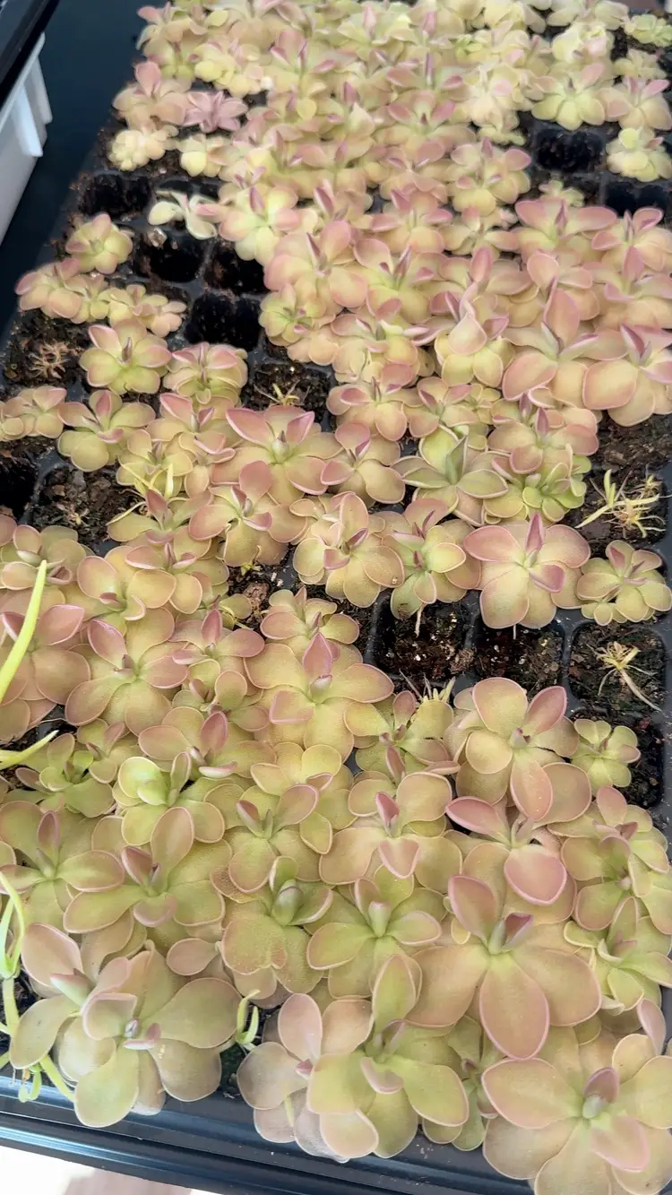 Pinguicula Sethos Live Plant - Carnivorous Butterwort - Gnat Eating Plant