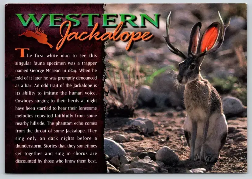 Postcard Western Jackalope Story Cryptozoology Mythology Mythical Creature -  5722