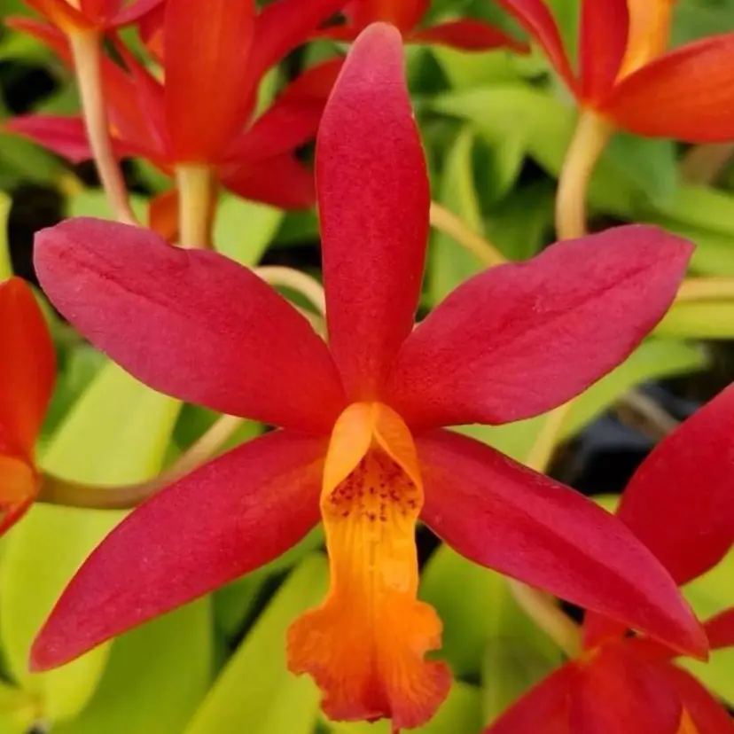 Ctt. Koolau Treat - 3” Pot