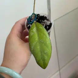 Hoya RHM2423-AL5 (elephant seedling)