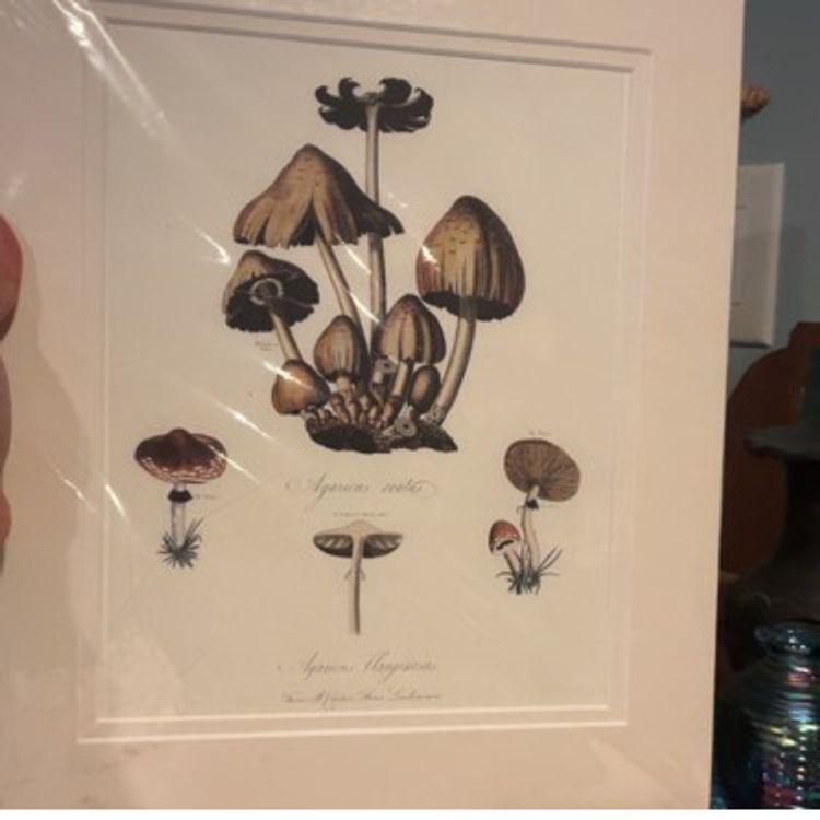 Mushroom Art Work 11x14