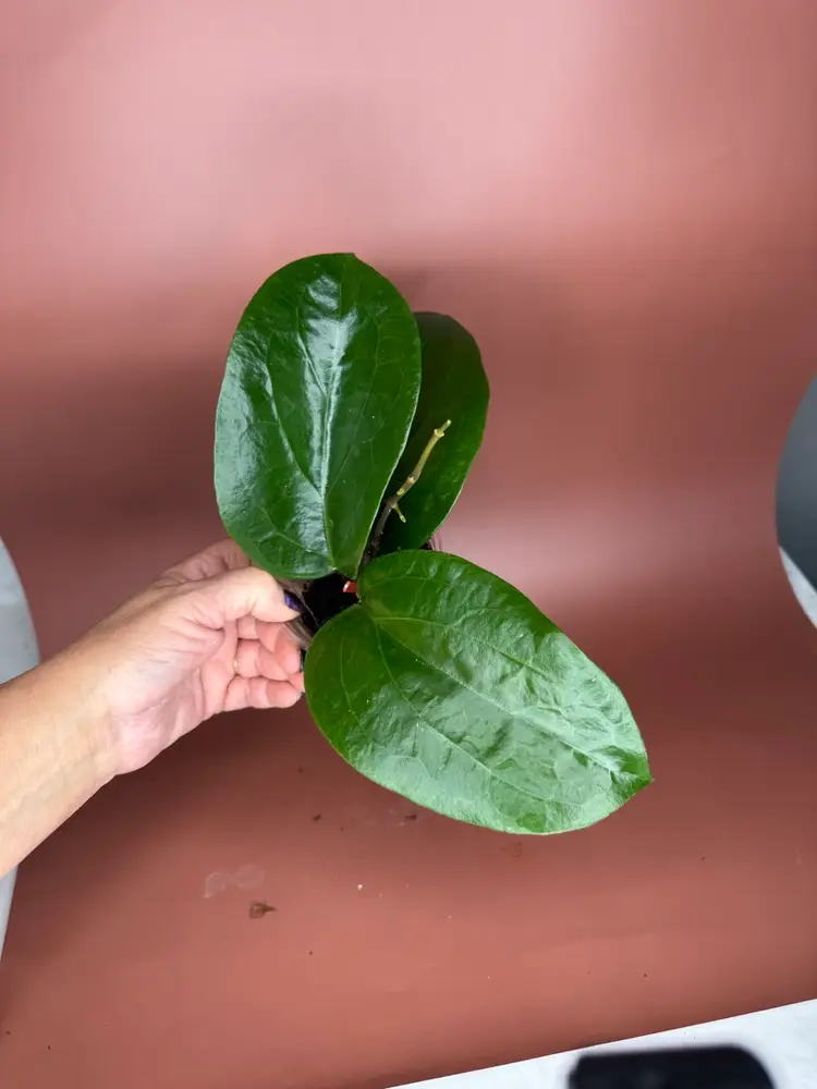 #3651 Hoya Suriaogensis *sunstresses