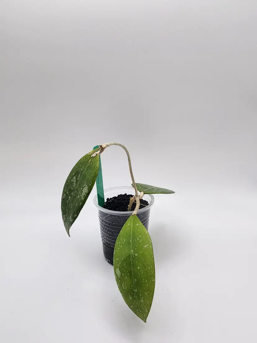 Hoya MA 06