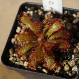 Drosera Venusta - Elegant Sundew, LIVE Carnivorous Plant