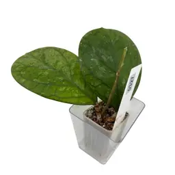 0327 Hoya Patcharawalai Seedling by Ice