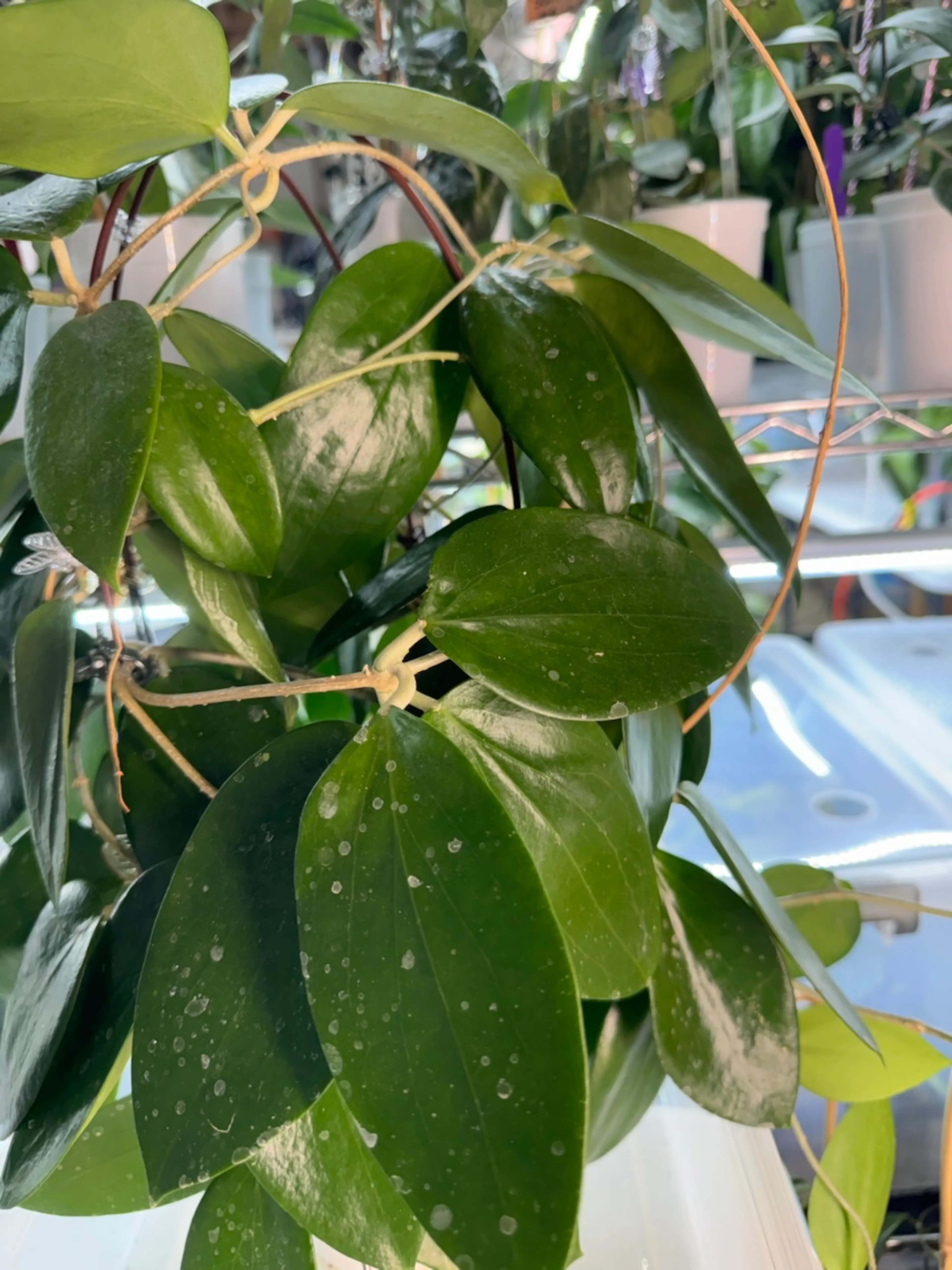 Image 2 of 2