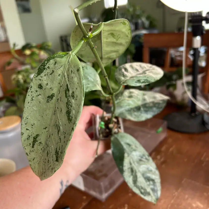 Hoya coriacea (splash)