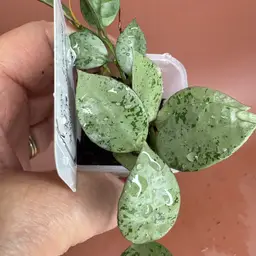 Lacunosa Silver Mint