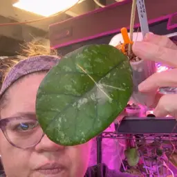 Patchawaralai 023 Seeds Unk