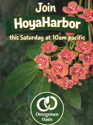 Saturday Hoya sale!