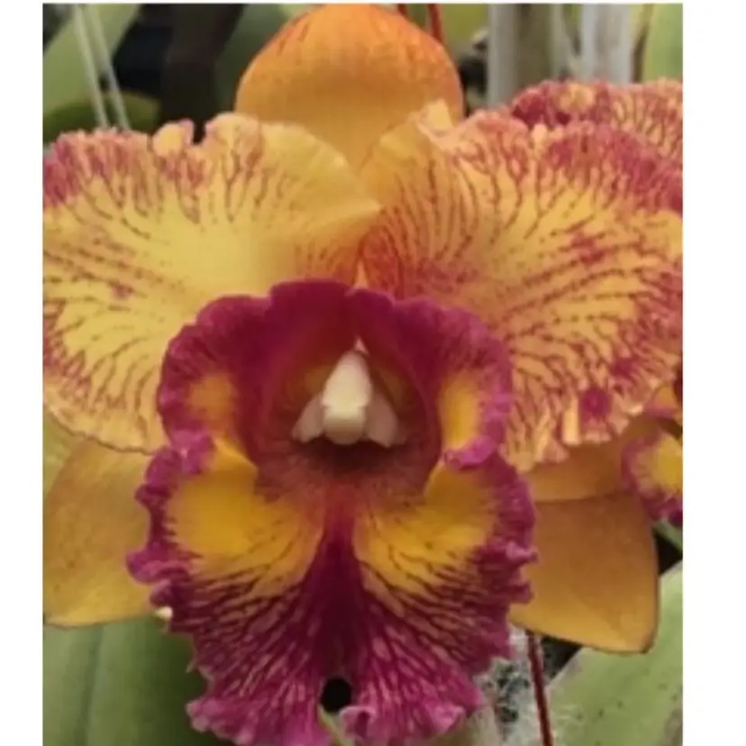 Blc. Hausermann's Starfire 'Times Square' - 2.5” Pot