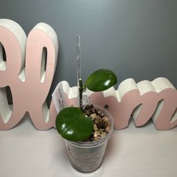09 NoID ‘Clamshell’