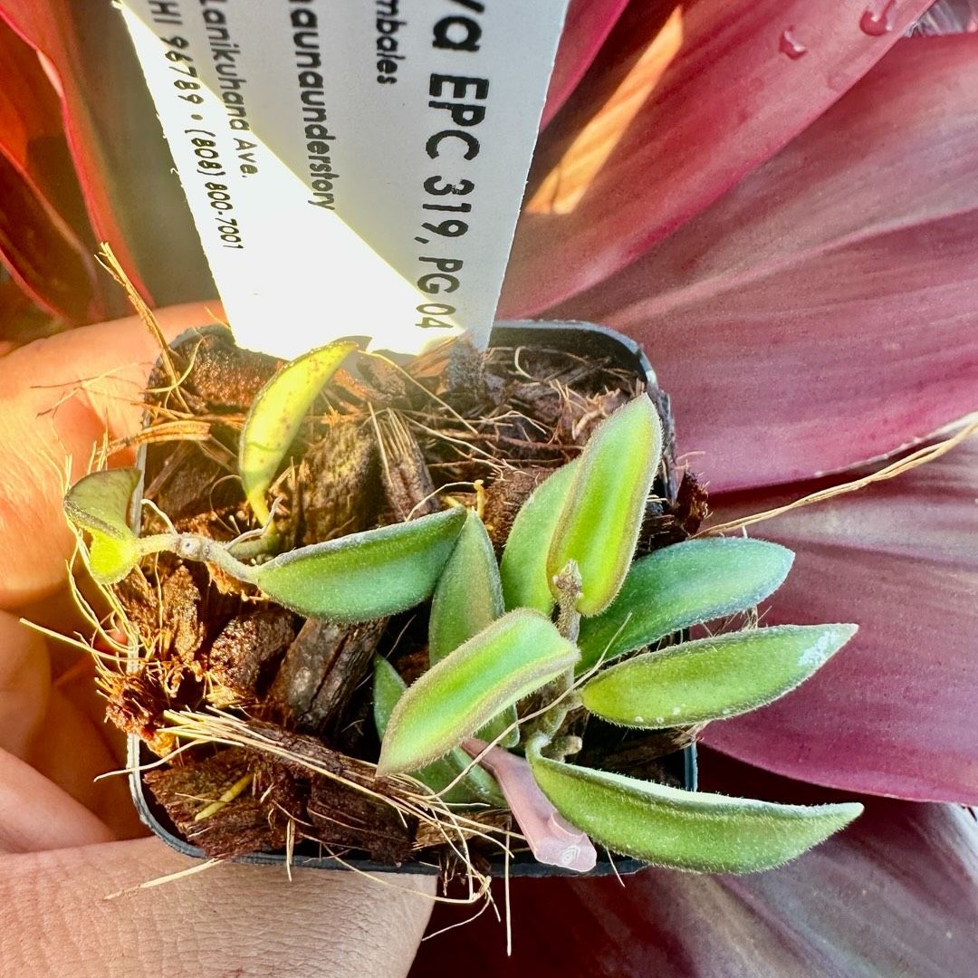 Fleur Catシリーズ⭐︎jsk/イエロー×サックス Fleur Catシリーズ⭐︎jsk/イエロー×サックス