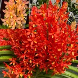 Vanda aurantiaca 'Profusion' x Vanda aurantiaca