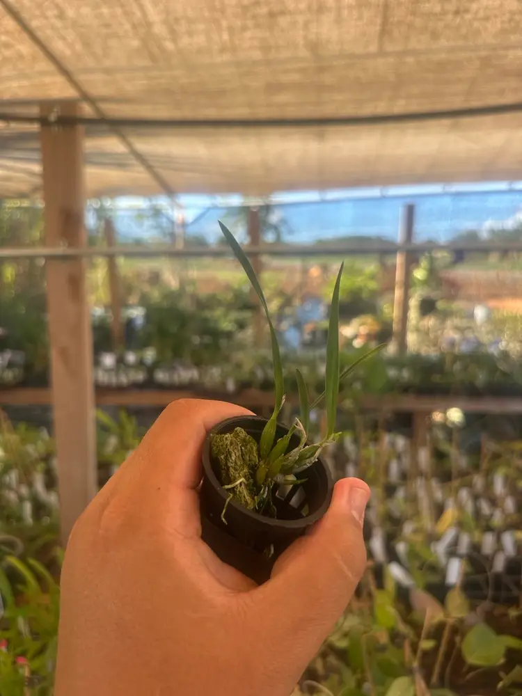 Sophronitella violacea