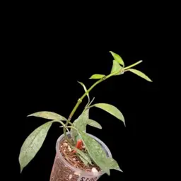 612 Hoya moonshine clone 1