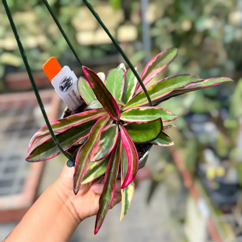 PS0548 - Hoya wayetii ‘Lori Lyn’