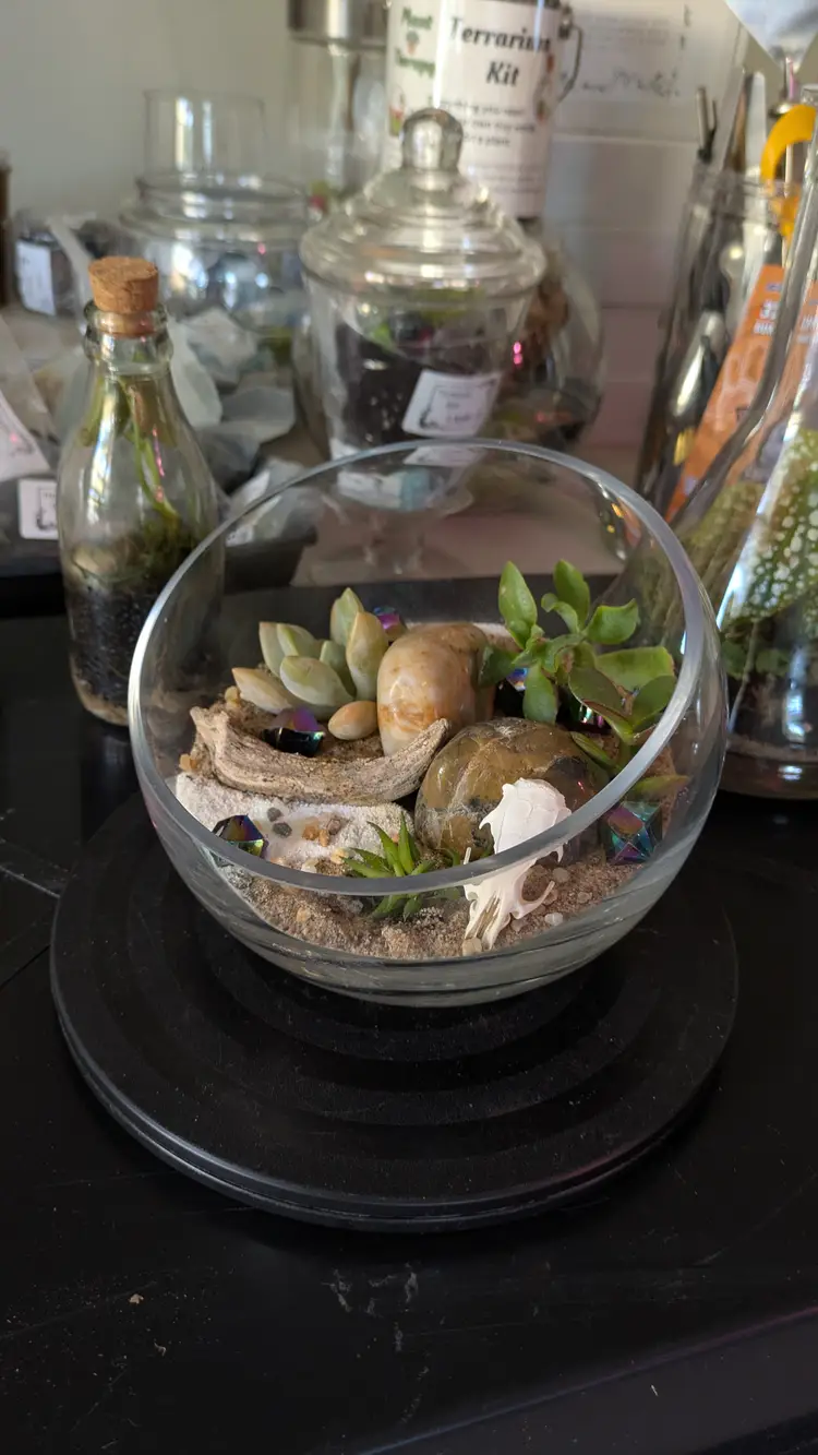 Terrarium Slanted Glass Bowl 6" Kit