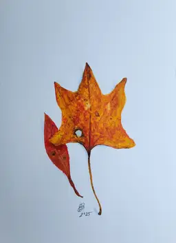 Maple Leaf Original Watercolor Painting Signed By The Artist 5x7 Free Shipping