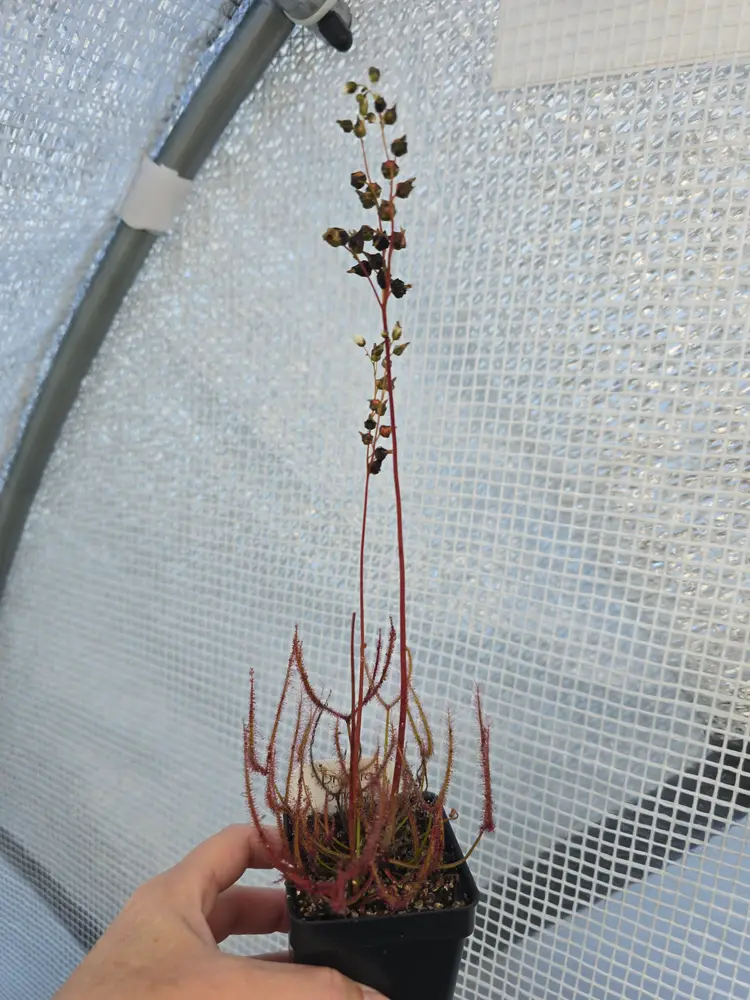 SEEDS- Drosera binata