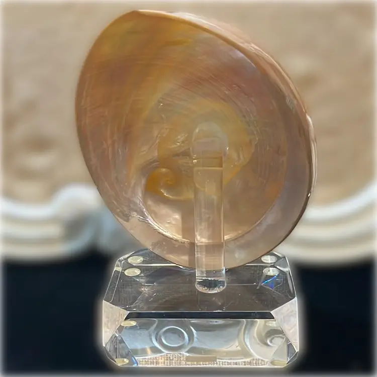 7”x4.5” Polished Abalone Mother of Pearl Shell beach decor mounted to stand