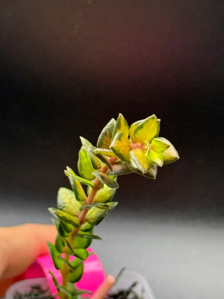 Hoya Chinghungensis Variegated (#3)