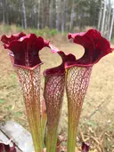 MossyPotsNursery2