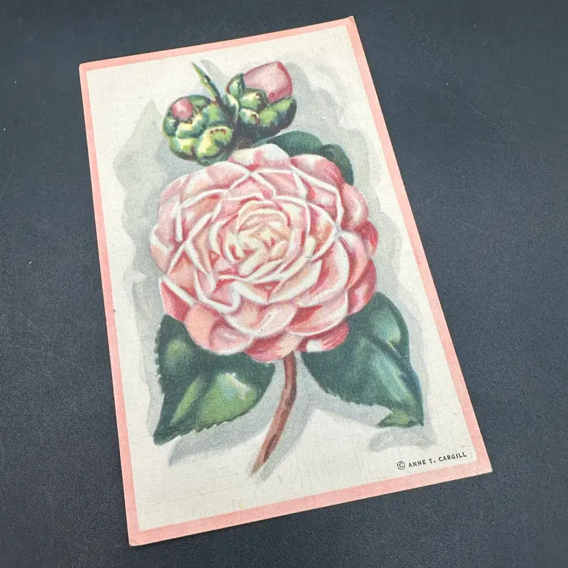 Pink Border Linen Large Pink Camilla Flower Anne T. Cargill Vintage Postcard, Unmarked Unposted