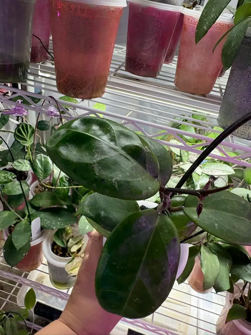 Red velvet 2 leaf cutting plus atleast 4 more growers choice cuttings from my 2025 seedlings that have never been cut. Shipping is ups 3 day