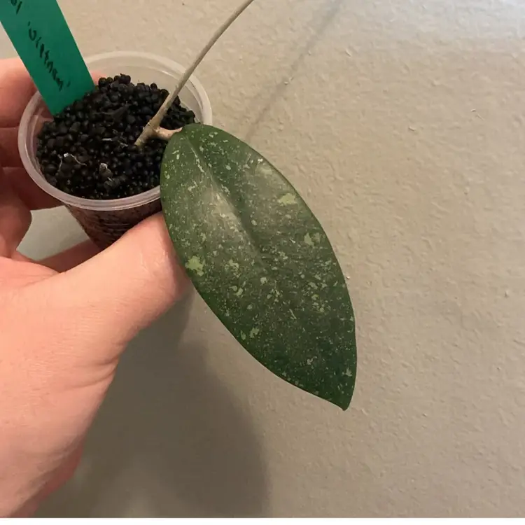 Hoya AH 001 ‘Vietnam’ (Green)