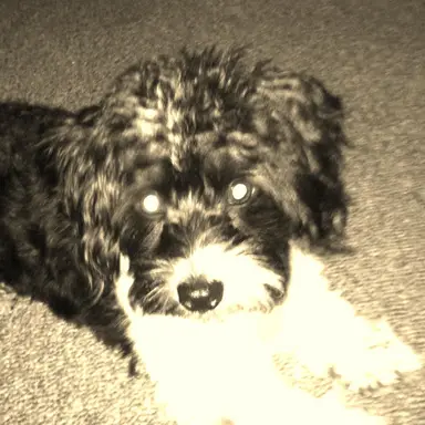 biddysistervintage (Tracy)