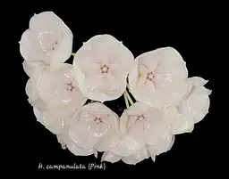 🦄Hoya campanulata (Pink)